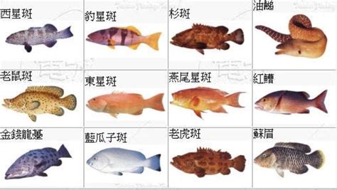 魚的種類有哪些 粉晶禁忌